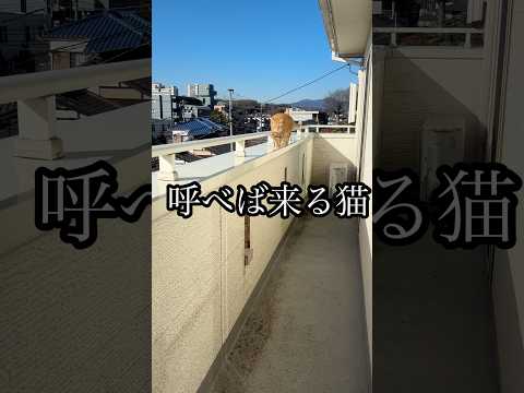 呼べば来る猫 アメショ ベランダ cat うめ サムネイル