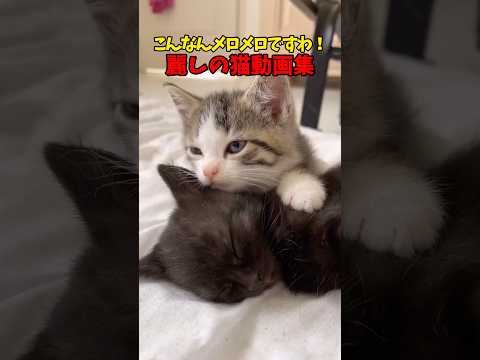 麗しい猫たち😍 猫 cat cats cute サムネイル