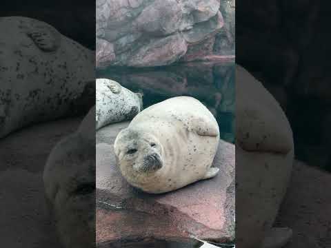 加茂ゴマフアザラシ　ゴマフアザラシ 加茂水族館  seal  short