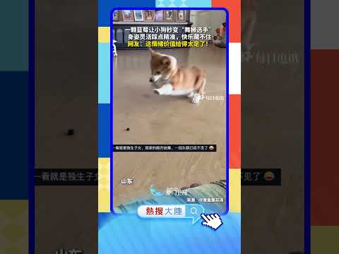 【萌寵】有魔法？藍莓讓小狗秒變「舞獅」 サムネイル