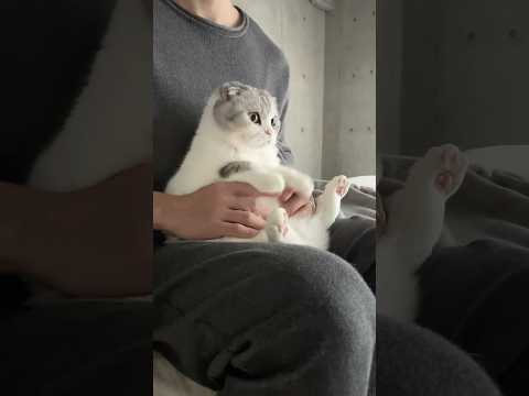 😽 cat 猫 サムネイル