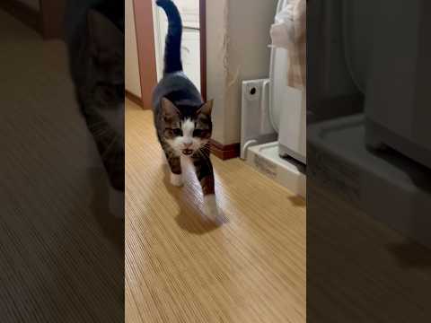 早く呼べやー サムネイル