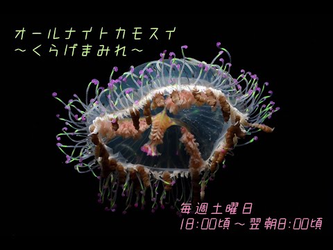 オールナイトカモスイ　～くらげまみれ～ 102 ハナガサクラゲ