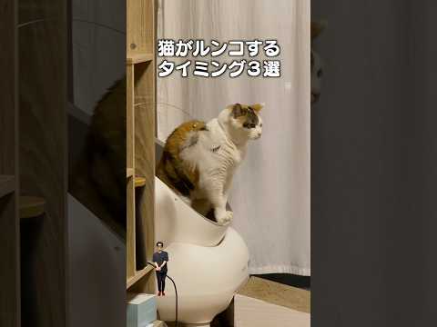 最新の猫あるある！ルンコするタイミング3選 サムネイル