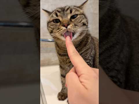 【感動】愛猫に指ペロされて嬉しすぎて震えるパパwww cat 猫