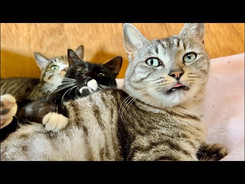 99%が5分で眠くなる😴 猫のゴロゴロ×Water Wood ASMR サムネイル