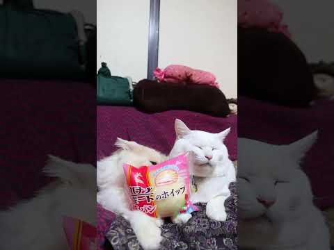 バナナボートのホイップいちごパン　251228　のせ猫　 cat ねこ cute　 猫のいる暮らし　 ネコ　 kitt… サムネイル