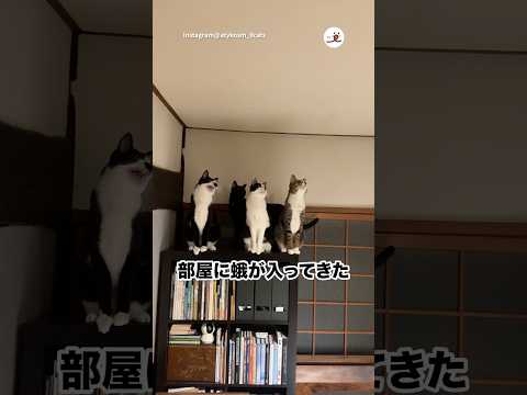 猫たちの反応が…😂｜PECO サムネイル