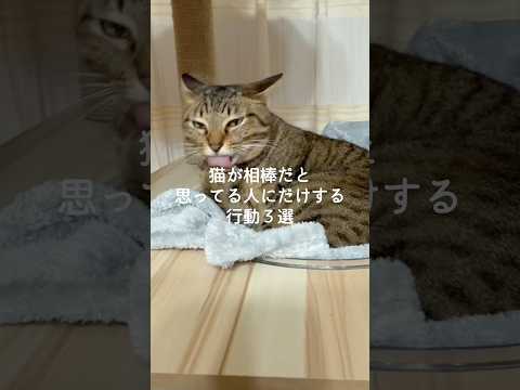 猫が相棒だと思ってる人にだけする行動3選 #猫 #ねこ #猫好きさんと繋がりたい #ねこ動画 #猫動画 #雑学 #豆知… サムネイル