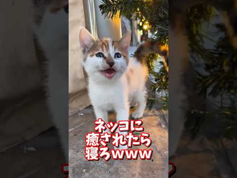 ネッコの動画で癒されたら寝ろｗｗｗ　2ch  動物  猫 癒やし ねこ動画 サムネイル