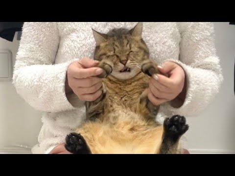 最新のトレンド！ママにダンスを強要された猫の爆笑日常 サムネイル