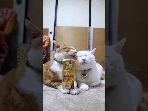 豆乳＋食物繊維　260127　のせ猫　 cat cute 猫のいる暮らし　 ネコ cutecat ねこ　 kitten… サムネイル