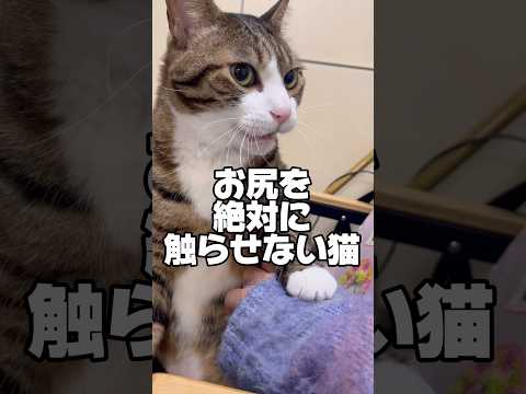 何故かお尻はOK⁉︎cats shorts 球太 サムネイル