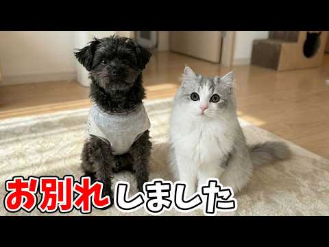 犬の親友とお別れした子猫がまさかのこうなった…涙 サムネイル