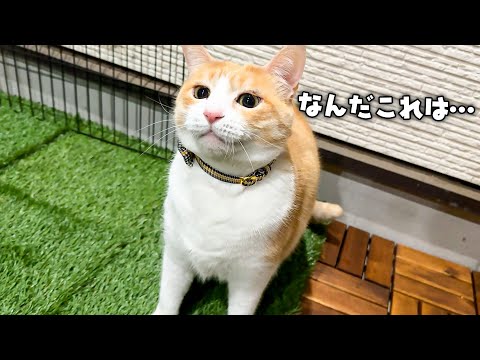 ついに猫達の大好きなベランダが広くなって帰ってきました…！！久しぶりのベランダに猫達が興奮して暴れ始めましたwww サムネイル
