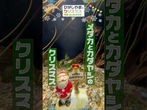 【東山動植物園公式】メダカとカダヤシのクリスマス：ひがしやまのクリスマス2025《 メダカ　カダヤシ　世界のメダカ館… サムネイル