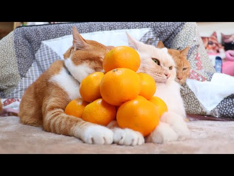 みかんピラミッド　のせ猫　260103 サムネイル