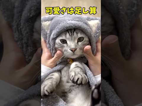 可愛い猫てんこ盛り😘 猫 cat cats cute サムネイル