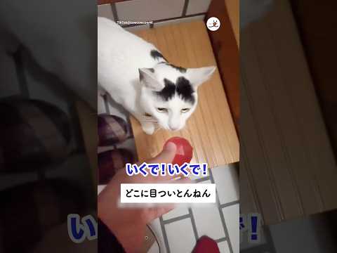 狩猟猫にはなれない｜PECO サムネイル