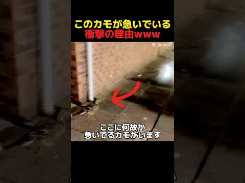 10秒後このカモに訪れた悲劇 サムネイル