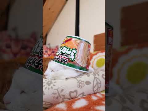 日清デカうま きつねうどんだし濃いめ　260204　のせ猫　 cat cute ねこ　 猫のいる暮らし　 ネコ　 猫の… サムネイル