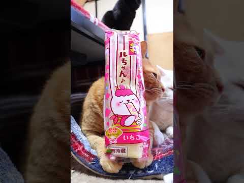 ロールちゃん いちご　節分パッケージ 　260203　のせ猫　節分　ロールちゃん cat cute ねこ　 のせ猫 猫… サムネイル