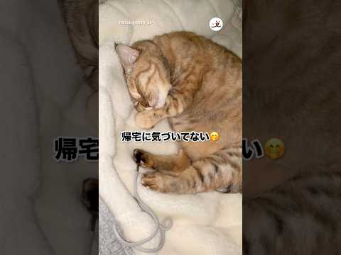 🐱「帰ってたのー？」｜PECO サムネイル