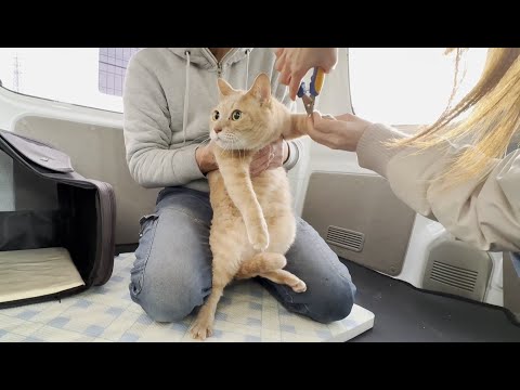 外出すると別人のように大人しくなる猫 サムネイル