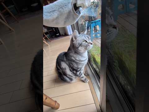 アメショーのラッテ アメショ アメリカンショートヘア ＃猫との暮らし猫と暮らす家猫 サムネイル