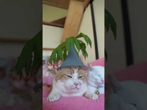 ヤブレガサ 260630 cat のせ猫 cute ネコ ねこ ねこ cutecat ヤブレガサ