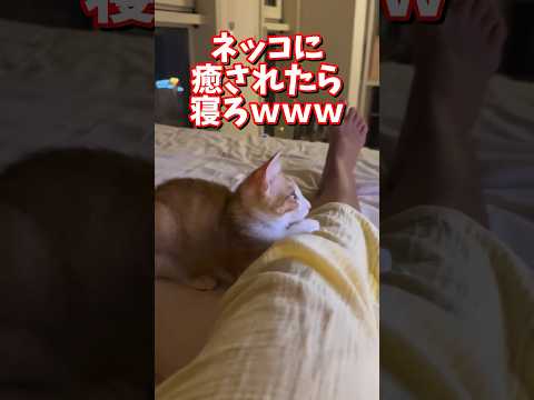 ネッコの動画で癒されたら寝ろｗｗｗ　2ch  動物  猫 癒やし ねこ動画 サムネイル