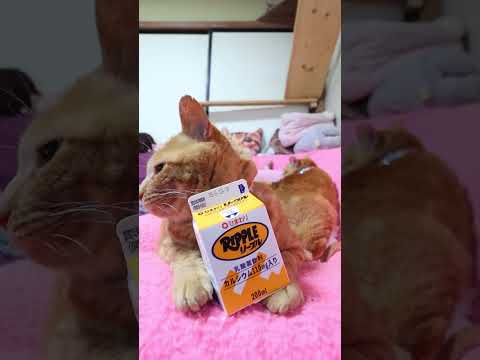 リープル　260607　 cat のせ猫 cute　 ねこ cutecat リープル　 kitty ネコ ちゃとらねこ サムネイル