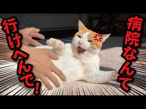師匠がケガをしてしまいました サムネイル