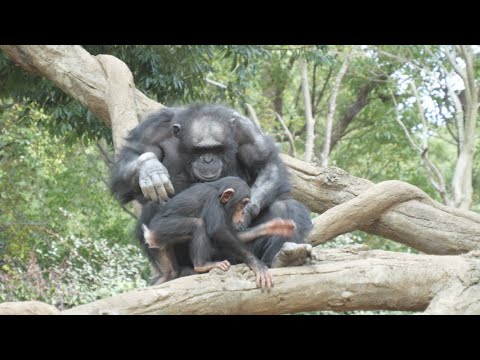 コサチに遊んでもらったカズヤは幸せそうだ 🥰　よこはま動物園ズーラシア　チンパンジー　202512 サムネイル
