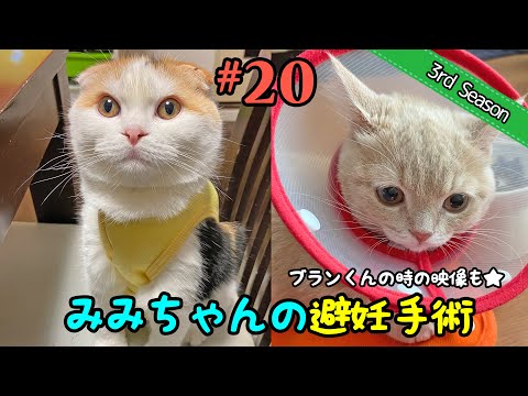 ＜3rd＞20　みみちゃんの避妊手術（とブランくんの去勢手術）【短足マンチカン・スコティッシュフォールド】 サムネイル
