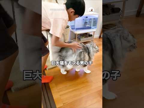 学校に行く前に巨大猫をモフる男の子｜PECO サムネイル