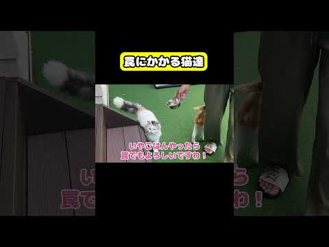 罠にかかる猫達　猫 おもしろ アテレコ ニャンチューバーつくし サムネイル