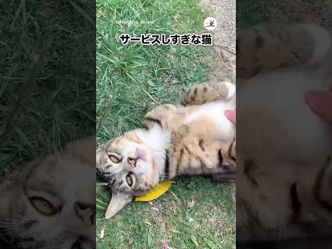 サービス精神旺盛ねこ｜PECO サムネイル