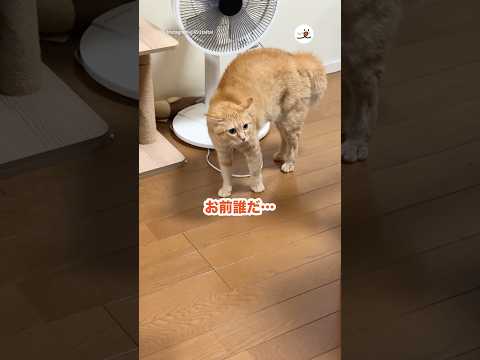 頭にタオルをかけたお兄ちゃんを見て…😅｜PECO サムネイル