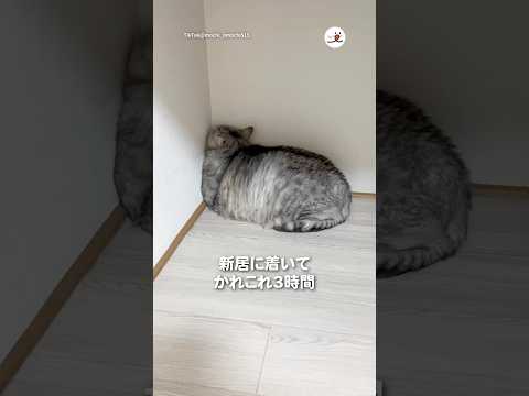 新居に着いた愛猫が…｜PECO サムネイル