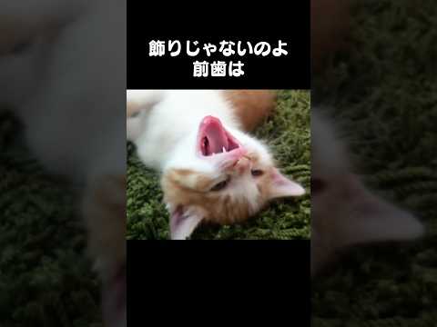 「飾りじゃないのよ前歯は」猫あるある|フルはApple Musicほか音楽アプリへ