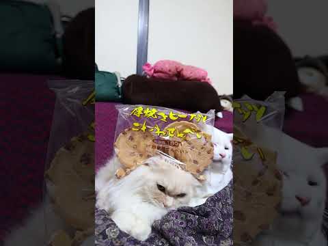 厚焼きピーナッツこわれ煎餅　260221　 cat cute 猫のいる暮らし　 kitten　 ねこ　 ネコ　 cut… サムネイル