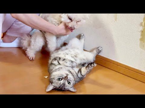 朝からひっくり返って甘えるアメリカンショートヘアのあいちゃん。 サムネイル