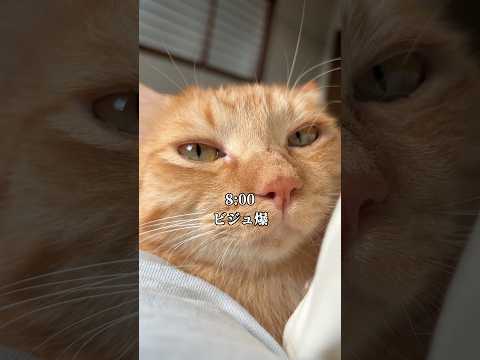 【超美猫】ビジュアルが爆発してしまった猫の1日　cat つなまよ ネコ サムネイル