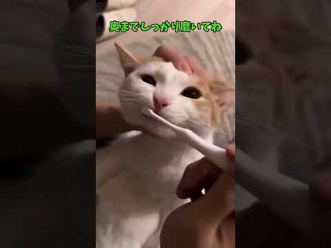 もう…猫だけでいい😍