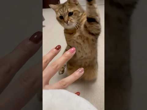 指が無くなるほどの威力の猫パンチされた… サムネイル