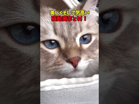 美しい…そして可愛い🩷　猫 cat cats cute サムネイル