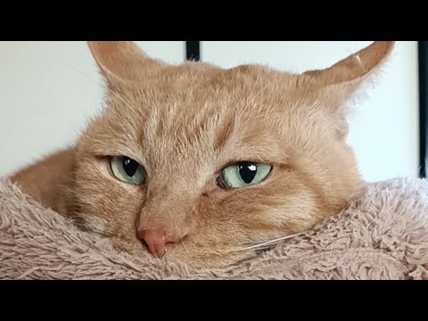 麦ちゃん がライブ配信中！2026年4月25日 サムネイル