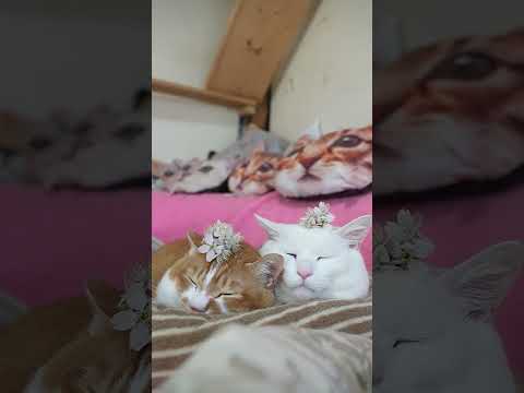 さくらんぼの花　260419　のせ猫　花　 cat　 cute　 ネコ　 cutecat　 ねこ　 猫のいる暮らし… サムネイル