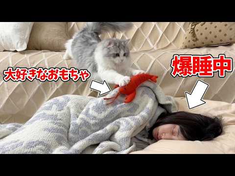 検証！寝ているママの上に猫の大好きなおもちゃを置いたらどうなる？ サムネイル